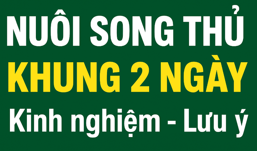 Nuôi Song thủ khung 2 ngày – Chiến thuật hiệu quả | nuoilokhung999.com